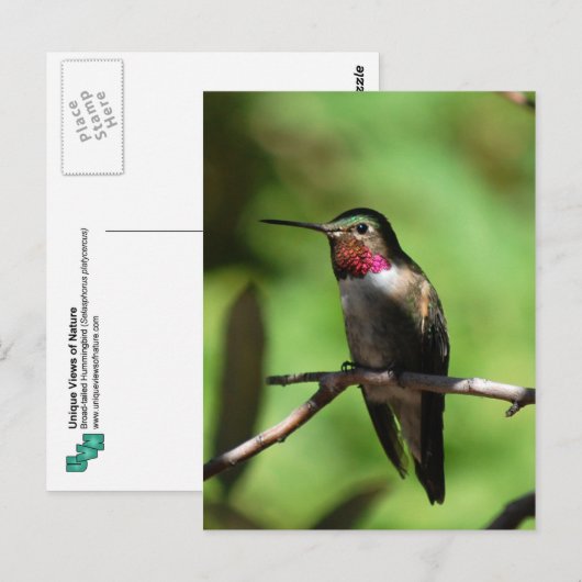 ハチドリ ポストカード (正面/裏面)