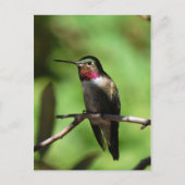 ハチドリ ポストカード (正面)