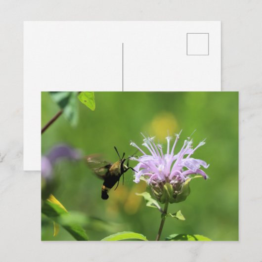 ハチドリ ポストカード (正面/裏面)
