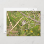 ハチドリ ポストカード (正面/裏面)