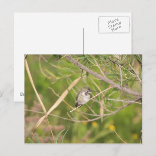 ハチドリ ポストカード (正面/裏面)
