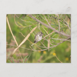 ハチドリ ポストカード