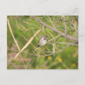 ハチドリ ポストカード (正面)