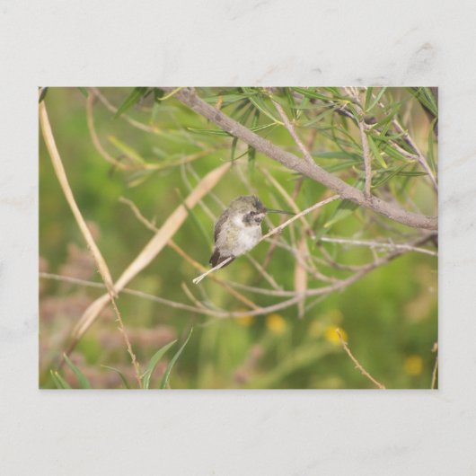 ハチドリ ポストカード (正面)