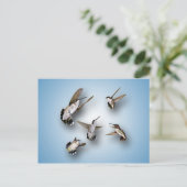 ハチドリ ポストカード (スタンド正面)