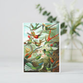 ハチドリ ポストカード (スタンド正面)