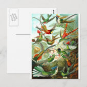 ハチドリ ポストカード (正面/裏面)