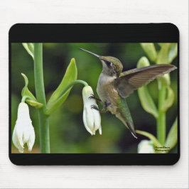 ハチドリ マウスパッド