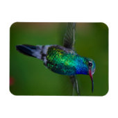 ハチドリ マグネット (横)