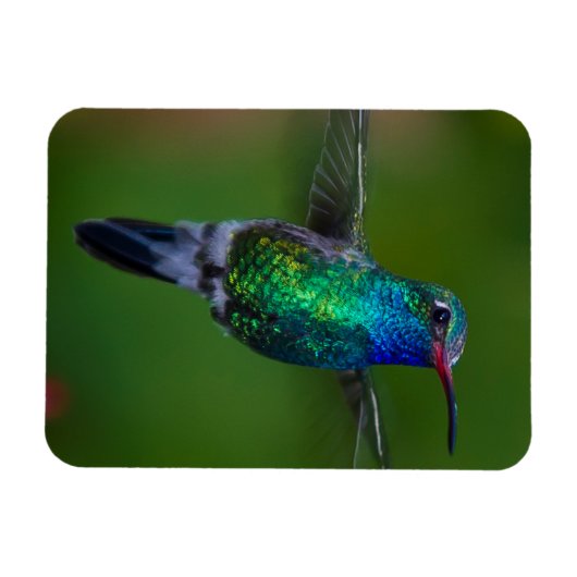 ハチドリ マグネット (横)