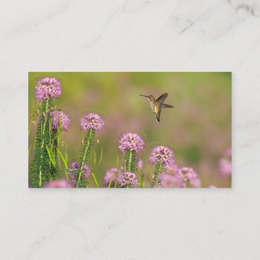 ハチドリ 名刺 (裏面)