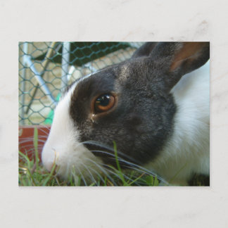 ハチバミの葉書 ポストカード