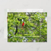 ハチミイナゴの木の(鳥)ショウジョウコウカンチョウ ポストカード (正面/裏面)