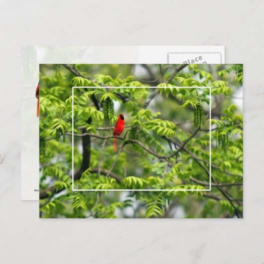ハチミイナゴの木の（鳥）ショウジョウコウカンチョウ ポストカード (正面/裏面)