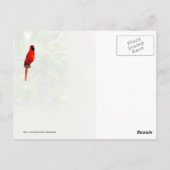 ハチミイナゴの木の(鳥)ショウジョウコウカンチョウ ポストカード (裏面)