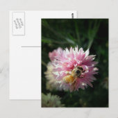 ハチミツとピンクの花 ポストカード (正面/裏面)