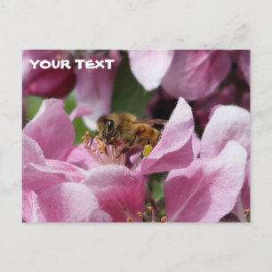 ハチミツバチが受粉するピンクのクラッアップルの木の花 ポストカード
