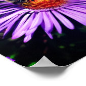 ハチミツバチが紫色のアスターの花に ポスター (角)