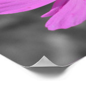 ハチミツバチオンピンクのコスモス花の部分色 ポスター (角)