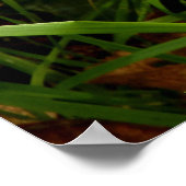 ハチミツマイタケのポスター ポスター (角)