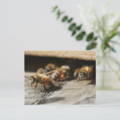 ハチミツ離れビーの巣 ポストカード (スタンド正面)