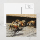 ハチミツ離れビーの巣 ポストカード (正面/裏面)