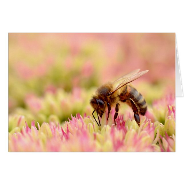 ハチミツ食べ物を与えビーのセダム花 (正面横)