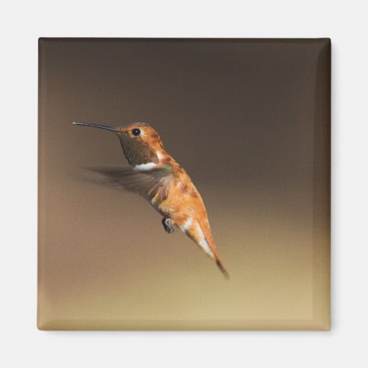 ハチミングバードが飛び立つ マグネット (正面)