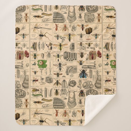 ハチ昆虫虫WASP自然史蜂 シェルパブランケット (正面)