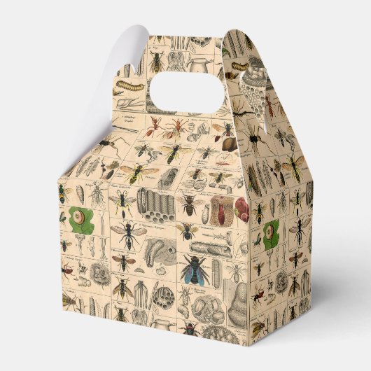 ハチ昆虫虫WASP自然史蜂 フェイバーボックス (正面サイド)