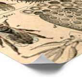 ハチ昆虫虫WASP自然史蜂 ポスター (角)