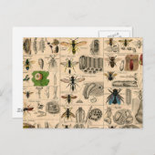 ハチ昆虫虫WASP自然史蜂 ポストカード (正面/裏面)