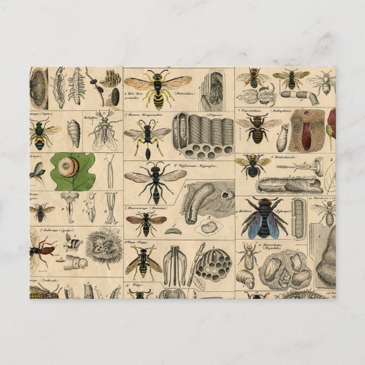 ハチ昆虫虫WASP自然史蜂 ポストカード (正面)