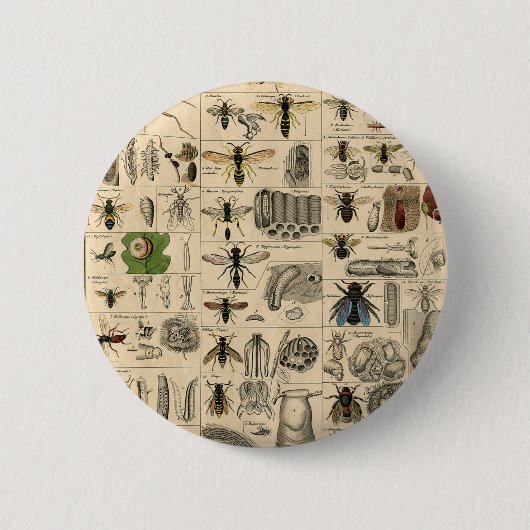 ハチ昆虫虫WASP自然史蜂 缶バッジ (正面)