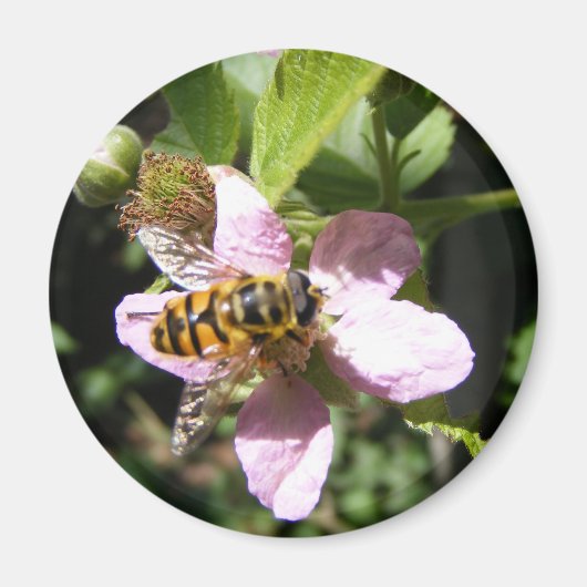 ハチ磁石 マグネット (正面)