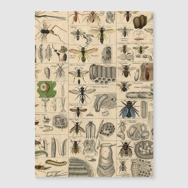 ハチ虫の虫のハチ自然自然ビー絵画ズ (正面)