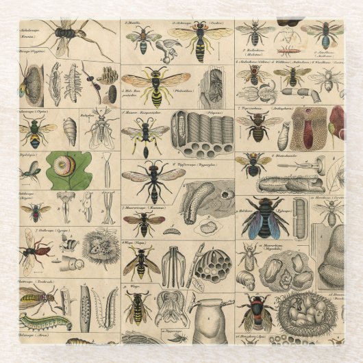 ハチ虫の虫のハチ自然自然ビー絵画ズ ガラスコースター (正面)