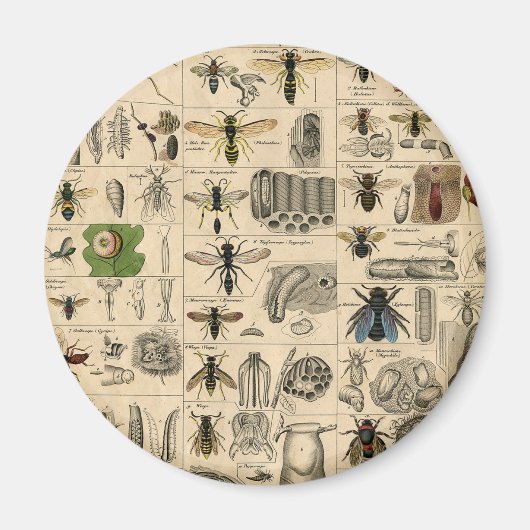 ハチ虫の虫のハチ自然自然ビー絵画ズ マグネット (正面)