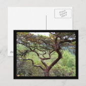 ハックルベリー保護 ポストカード (正面/裏面)