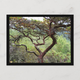 ハックルベリー保護 ポストカード