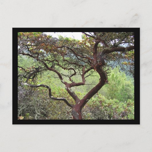 ハックルベリー保護 ポストカード (正面)