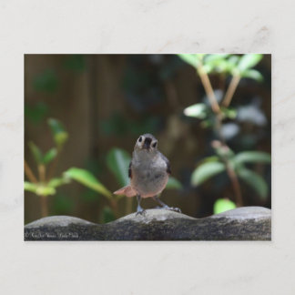 ハッチャ・ドイン ポストカード