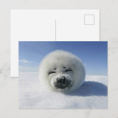 ハッピーなセイラー ポストカード (正面/裏面)