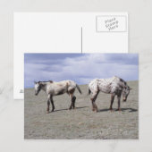 ハッピーアプライズ ポストカード (正面/裏面)