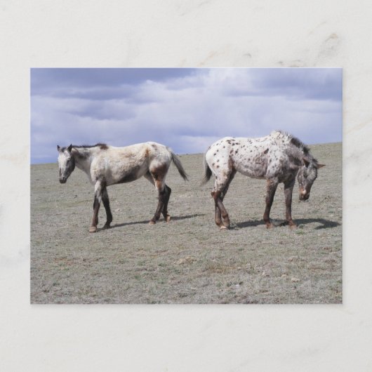 ハッピーアプライズ ポストカード (正面)