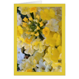 ハッピーイエロー開花 – ソルの歌。6:1挨拶。カード