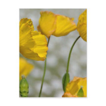 ハッピーイエロー