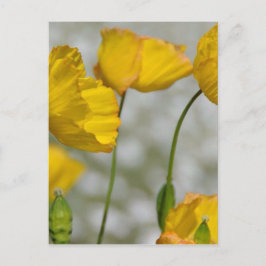 ハッピーイエロー ポストカード