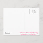 ハッピーイースターリトルチムンク シーズンポストカード (裏面)