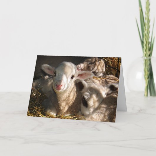 ハッピーイースター – イースターランブス シーズンカード (正面)